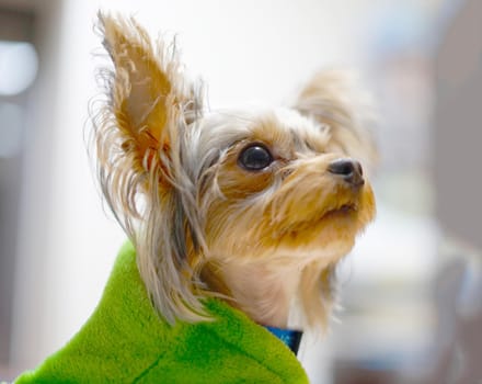 Cute Yorkshire Terrier (Companion Animal). Shooting Location: Tokyo metropolitan area