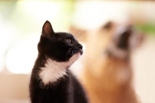 A low angle shot of a cute kitten with a dog blurred in the background.