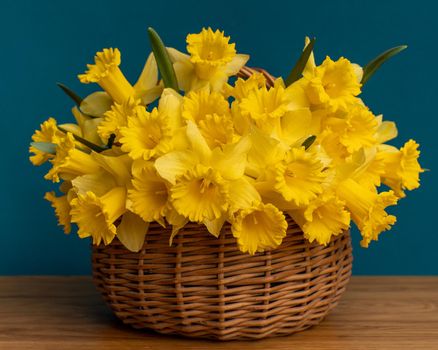 A bouquet of daffodils close-up in a wicker basket. White daffodils with a yellow middle, useful for postcards, backgrounds, greetings, there is a place for inscription