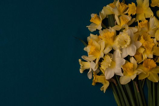 On the right is a large bouquet of yellow daffodils on an indigo background. Copy space. Can be used as a card, background for screensavers, greetings