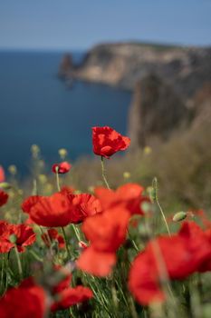 Poppies red close-up on the background of the blue sea. Beautiful bright spring flowers. Atmospheric landscape with scarlet sun poppies. Beautiful postcard view, natural background with copy space.