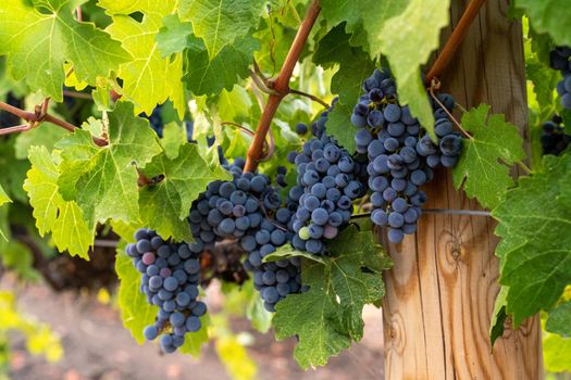 blue grapes on a bush, late summer, blurred background, selective focus, filter