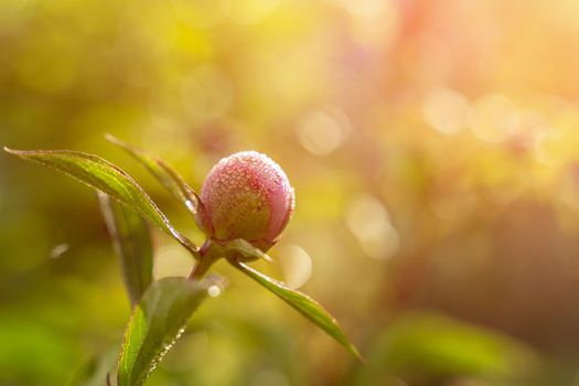 Purple pink peony flower Bud opens with a heart-shaped petal in sunlight with dew drops on the Bud and leaves. Blurred background.