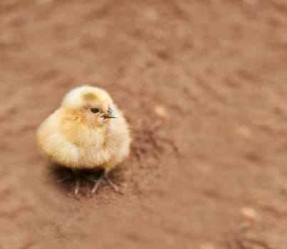 A little chick standing on the ground outdoors.