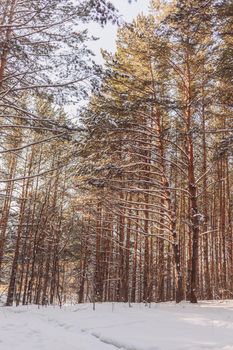 A walk through the winter forest. Snow trees and a cross-country ski trail. Beautiful and unusual roads and forest trails. Beautiful winter landscape. The trees stand in a row