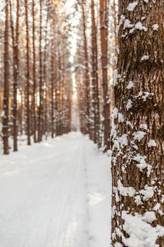 A walk through the winter forest. Snow trees and a cross-country ski trail. Beautiful and unusual roads and forest trails. Beautiful winter landscape. The trees stand in a row