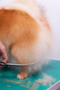 Professional groomer takes care of Orange Pomeranian Spitz in animal beauty salon. Grooming salon worker cuts hair on dog sit and hind legs in close up. Specialist works with curved scissors.