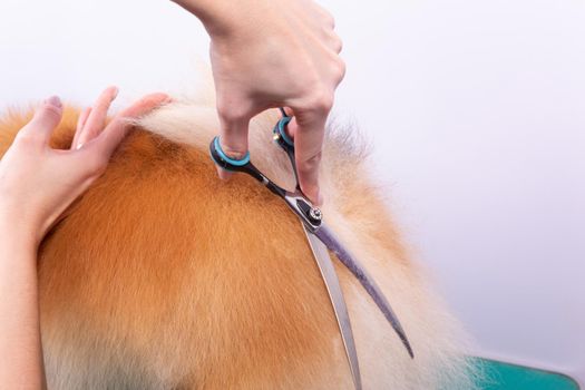 Professional groomer takes care of Orange Pomeranian Spitz in animal beauty salon. Grooming salon worker cuts hair on dog sit and hind legs in close up. Specialist works with curved scissors.