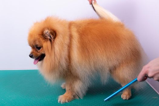 Professional groomer takes care of Orange Pomeranian Spitz in animal beauty salon. Grooming salon worker combs hair on dog hind legs in close up. Specialist works with curved scissors.