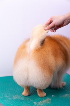 The barber demonstrates the quality of the haircut of the back and tail of the Pomeranian.