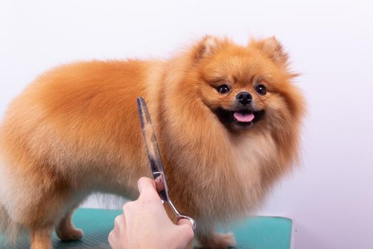 Professional groomer takes care of Orange Pomeranian Spitz in animal beauty salon. Grooming salon worker cuts hair on dog side in close up. Specialist works with comb scissors.
