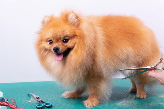 Professional groomer takes care of Orange Pomeranian Spitz in animal beauty salon. Grooming salon worker cuts hair on dog belly in close up. Specialist works with comb scissors.