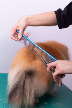 Professional groomer takes care of Orange Pomeranian Spitz in animal beauty salon. Grooming salon worker cuts hair on dog back in close up. Specialist works with curved scissors and brush.