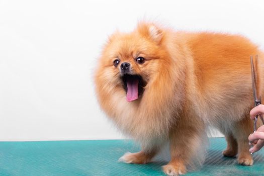 Professional groomer takes care of Orange Pomeranian Spitz in animal beauty salon. Grooming salon worker cuts hair on dog side in close up. Specialist works with comb scissors. Isolated on white.