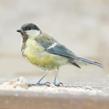 The Eurasian blue tit is a small passerine bird in the tit family Paridae. The bird is easily recognisable by its blue and yellow plumage