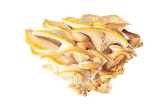 oyster mushroom close up isolated on white background.