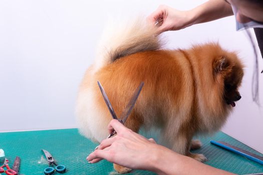 Professional groomer takes care of Orange Pomeranian Spitz in animal beauty salon. Grooming salon worker cuts hair on dog back in close up. Specialist works with comb scissors.