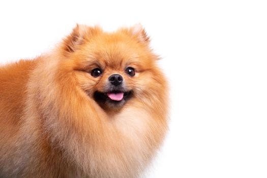 Cute Pomeranian dog smiling while looking at the camera. Playful pet. Happy Days. Joy isolated on a white background. Fluffy woolen fur. Washed, groomed and combed.