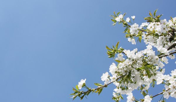 Beautiful nature scene with blooming flowers tree.