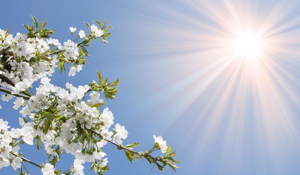 Beautiful nature scene with blooming flowers tree.