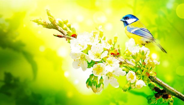 Concept of bird lovers and birdwatching. A beauty of the environment nature. Ornithology.