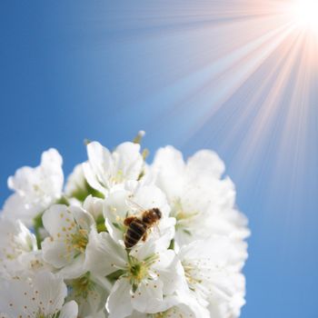 Beautiful nature scene with blooming flowers tree.