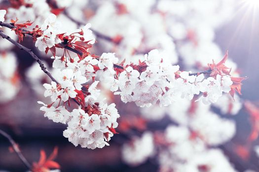 Spring banner background with copy space.