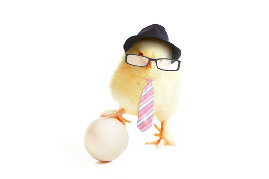 An Easter decoration with Chicken. Easter holiday concept with cute chick.