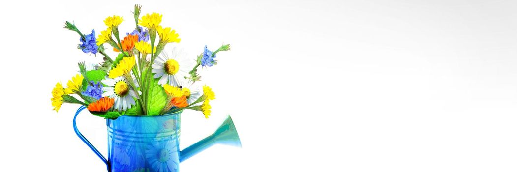 Spring flowers in watering can. Gardening tools and equipment.