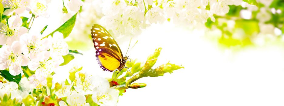 Beautiful nature scene with blooming flowers tree.