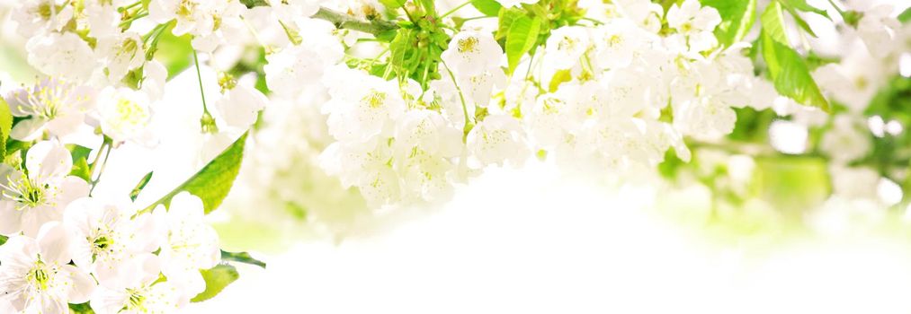 Beautiful nature scene with blooming flowers tree.