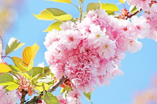 Beautiful nature scene with blooming flowers tree.
