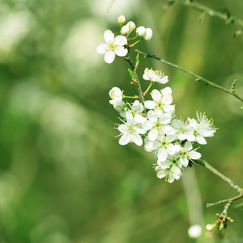 Beautiful nature scene with blooming flowers tree.