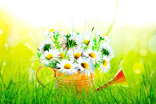 Spring flowers in watering can. Gardening tools and equipment.