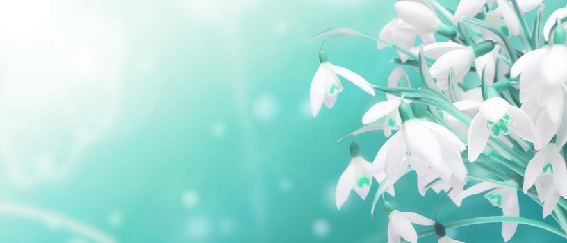Delicate spring flowers snowdrops. Spring floral background.