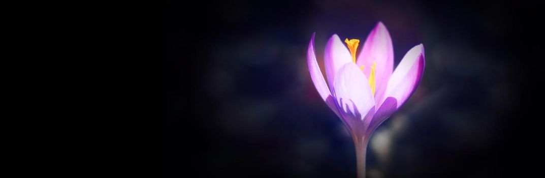 Beautiful crocuses growing through snow. First spring flowers