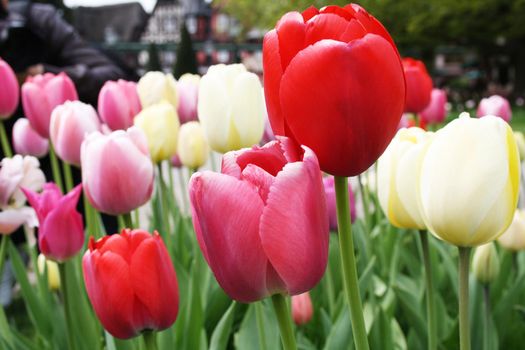 Spring concept of the celebration. Greeting card for women's Day