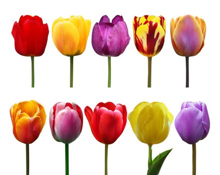 Spring concept of the celebration. Greeting card for women's Day
