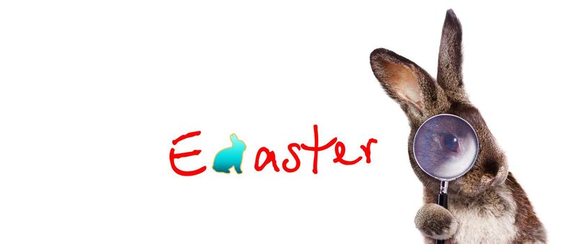 Easter composition with rabbit. Festive decoration. Happy Easter.