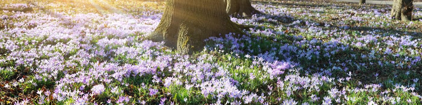 Beautiful crocuses growing through snow. First spring flowers
