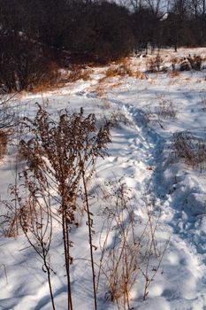Landscape, traces of people and animals on the path around the snow-covered field
