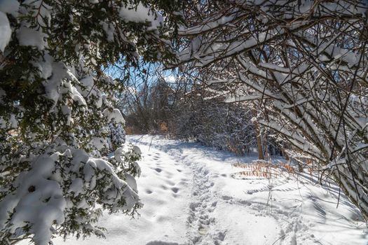 In the morning on a frosty, sunny day, people managed to tread a path through the fresh snow that fell at night