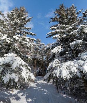 Fluffy, white winter softly lay on the winter forest and covered tall fir trees.