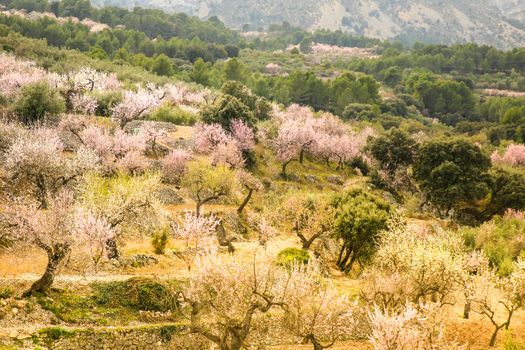 Beautiful Landscape of Sierra Aitana range with Almond trees in bloom under blue sky