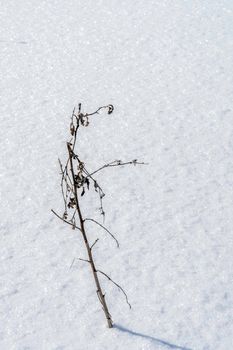 A blackthorn branch that survived frost and a snow storm steadfastly sticks out from under the snow
