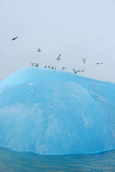 birds with blue iceberg floating in alaska