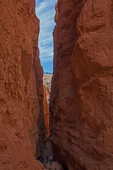 The hiking trail of the Navajo Loop winds through the hoodoos of Bryce Canyon National Park