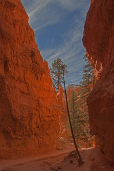 The Douglas Firs in the Waal Street section of the Navajo Trail are estimated to be about 750 years old