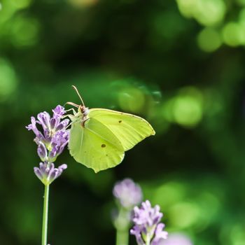 Beautiful yellow Gonepteryx rhamni or common brimstone butterfly on a purple lavender flower in a sunny garden.