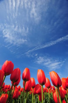 tulip flower with blue sky from washington